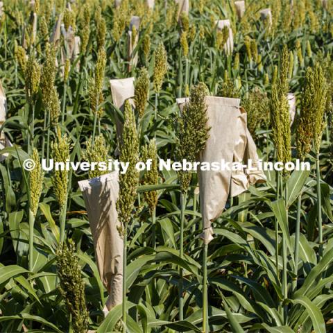 Sorghum grows in test plots on East Campus. July 22, 2020. Photo by Craig Chandler / University Communication.