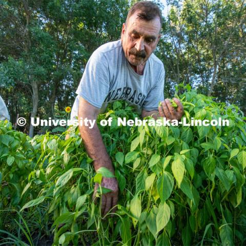 Lincoln families work their garden area at Prairie Pines in east Lincoln. July 27, 2020. Photo by Gregory Nathan / University Communication.