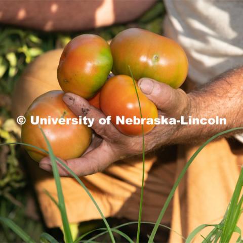 Tomatoes are ripe for the picking. Lincoln families work their garden area at Prairie Pines in east Lincoln. July 27, 2020. Photo by Gregory Nathan / University Communication.