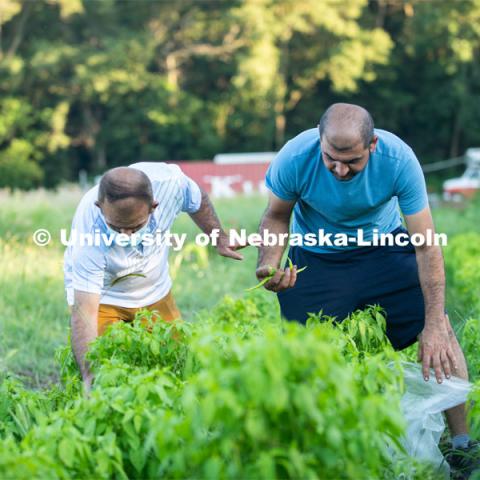 Lincoln families work their garden area at Prairie Pines in east Lincoln. July 27, 2020. Photo by Gregory Nathan / University Communication.