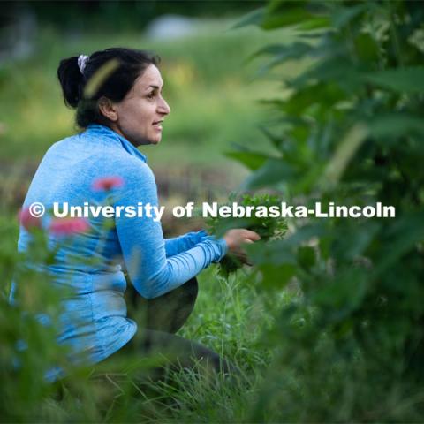 Lincoln families work their garden area at Prairie Pines in east Lincoln. July 27, 2020. Photo by Gregory Nathan / University Communication.