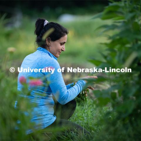 Lincoln families work their garden area at Prairie Pines in east Lincoln. July 27, 2020. Photo by Gregory Nathan / University Communication.