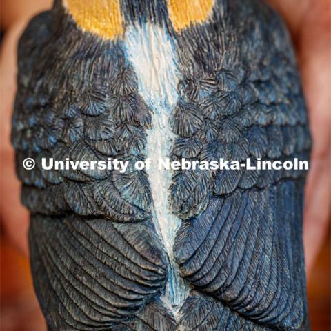 Kinga Aletto, junior in College of Agriculture Sciences and Natural Resources, works on a life-size clay model of the Javan blue-banded kingfisher. Her UCARE research project includes making a life size Javan Blue-banded king out of clay. The reason why this bird was chosen was because it is critically endangered and receives little to no coverage on this fact. Through learning new clay building skills, she is able to bring this bird to life in Nebraska and bring awareness to its' struggles. August 7, 2020. Photo by Craig Chandler / University Communication.