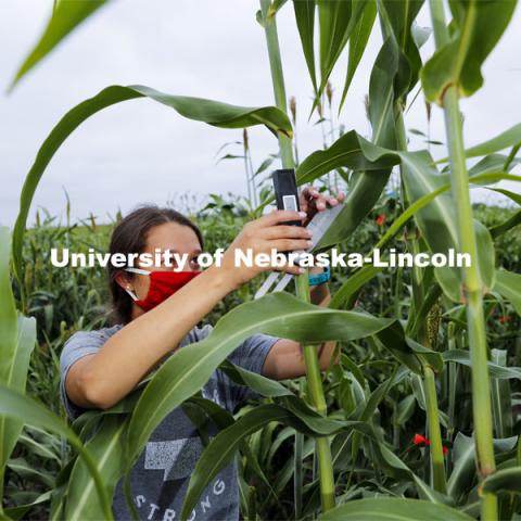 Mackenzie Zwiener, graduate student in agronomy and horticulture, measures leaf angles in her research field northeast of 84th and Havelock. She is working on identifying varieties with leaves that don't spread out as far and allow for denser planting in the fields. Sorghum fields northeast of 84th and Havelock in Lincoln. August 7, 2020. Photo by Craig Chandler / University Communication.