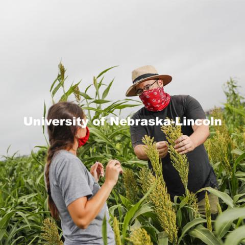 Mackenzie Zwiener, graduate student in agronomy and horticulture, and Professor James Schnable discuss the panicles of sorghum plants in the research field northeast of 84th and Havelock. The two are working on identifying varieties with leaves that don't spread out as far and allow for denser planting in the fields. Sorghum fields northeast of 84th and Havelock in Lincoln. August 7, 2020. Photo by Craig Chandler / University Communication.