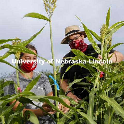 Mackenzie Zwiener, graduate student in agronomy and horticulture, and Professor James Schnable discuss the panicles of sorghum plants in the research field northeast of 84th and Havelock. The two are working on identifying varieties with leaves that don't spread out as far and allow for denser planting in the fields. Sorghum fields northeast of 84th and Havelock in Lincoln. August 7, 2020. Photo by Craig Chandler / University Communication.