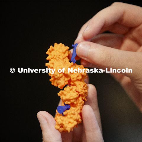 Michaela Ott fits a Glucose-6-phosphate molecule into a hexokinase enzyme using 3-D printed aids. Students in BIOC 431 - Biochemistry I: Structure and Metabolism use 3-D printed molecules to better visualize a hexokinase enzyme. Professors Rebecca Roston and Karin van Dijk printed six different molecules to help students visualize the different structures and functions. September 14, 2020. Photo by Craig Chandler / University Communication.