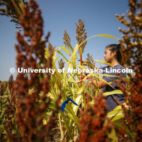 Alice Guo, a sophomore from Omaha, measures stem diameters in the sorghum test plots at 84th and Havelock. September 21, 2020. Photo by Craig Chandler / University Communication.