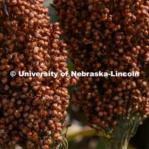Sorghum plants in the sorghum test plots at 84th and Havelock. September 21, 2020. Photo by Craig Chandler / University Communication.