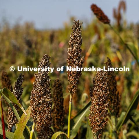 Sorghum plants in the sorghum test plots at 84th and Havelock. September 21, 2020. Photo by Craig Chandler / University Communication.