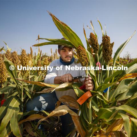Kyle Linders measures stem diameters in the sorghum test plots at 84th and Havelock. September 21, 2020. Photo by Craig Chandler / University Communication.