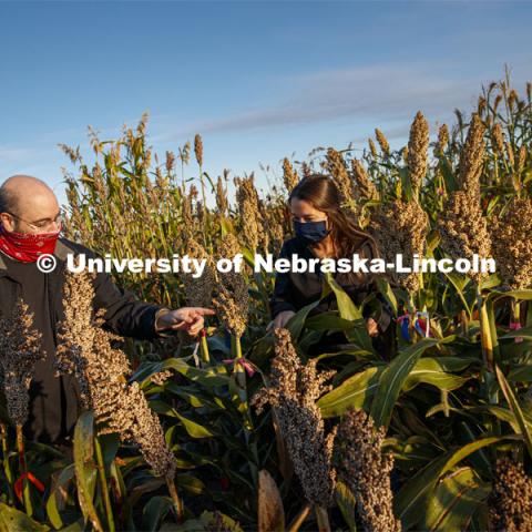 Professor James Schnable and graduate student Mackenzie Zwiener look over ripe sorghum plants in Zwiener's test field northeast of 84th and Havelock. September 29, 2020. Photo by Craig Chandler / University Communication.