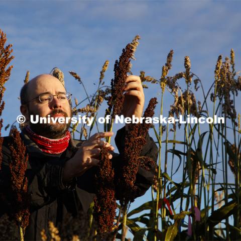 Professor James Schnable and graduate student Mackenzie Zwiener look over ripe sorghum plants in Zwiener's test field northeast of 84th and Havelock. September 29, 2020. Photo by Craig Chandler / University Communication.