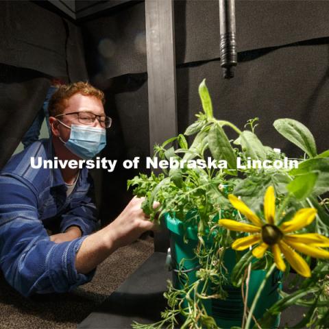 Levi McKercher, graduate student in School of Natural Resources, moves a plant under the scan lens inside the CRISP (CALMIT Remote Illuminated Scanning Platform). CALMET (Center for Advanced Land Management Information Technologies) built a mobile hyperspectral scanning system to teach students scanning since the basement darkroom in Hardin Hall does not allow for social distancing. October 1, 2020. Photo by Craig Chandler / University Communication.