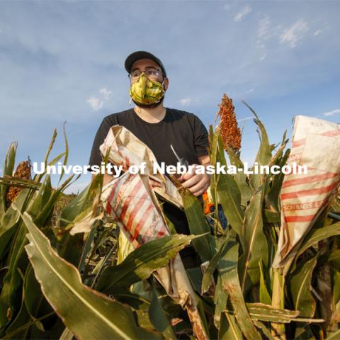 James Schnable, Charles O. Gardner Professor of Agronomy, cuts bagged sorghum panicles.  The seeds will be sorted and used to plant test plots next year. Sorghum harvesting of seed varieties to be evaluated for larger plot tests. East Campus ag fields. October 14, 2020. Photo by Craig Chandler / University Communication.