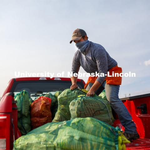 Kyle Linders packs mesh bags full of bagged sorghum panicles into the pickup bed following harvest. The seeds will be sorted and used to plant test plots next year. Sorghum harvesting of seed varieties to be evaluated for larger plot tests. East Campus ag fields. October 14, 2020. Photo by Craig Chandler / University Communication.