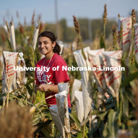 Isabele Sigmon, freshman for Hickory, NC, cuts bagged sorghum panicles. The seeds will be sorted and used to plant test plots next year. Sorghum harvesting of seed varieties to be evaluated for larger plot tests. East Campus ag fields. October 14, 2020. Photo by Craig Chandler / University Communication.