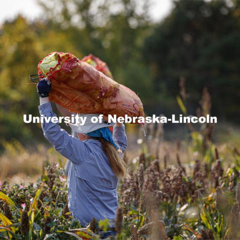 Research manager Christine Smith carries mesh bags full of bagged sorghum panicles to the side of the field for collection. The seeds will be sorted and used to plant test plots next year. Sorghum harvesting of seed varieties to be evaluated for larger plot tests. East Campus ag fields. October 14, 2020. Photo by Craig Chandler / University Communication.