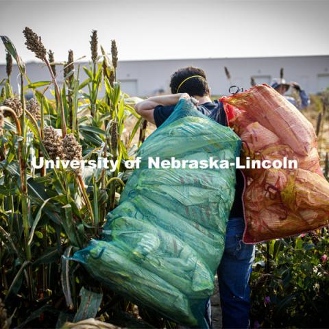 Jon Turkus carries mesh bags full of bagged sorghum panicles to the side of the field for collection. The seeds will be sorted and used to plant test plots next year. Sorghum harvesting of seed varieties to be evaluated for larger plot tests. East Campus ag fields. October 14, 2020. Photo by Craig Chandler / University Communication.