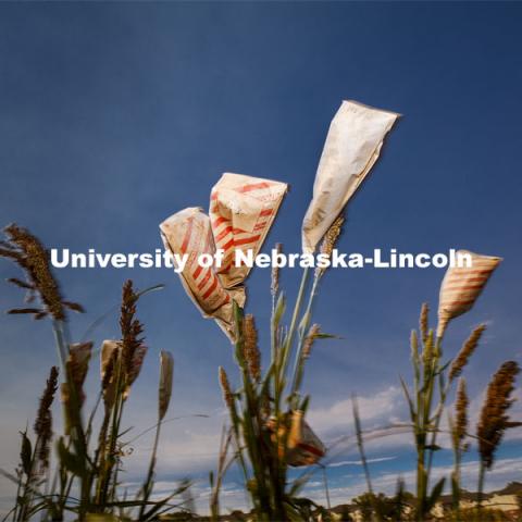 Sorghum harvesting of seed varieties to be evaluated for larger plot tests. East Campus ag fields. October 14, 2020. Photo by Craig Chandler / University Communication.