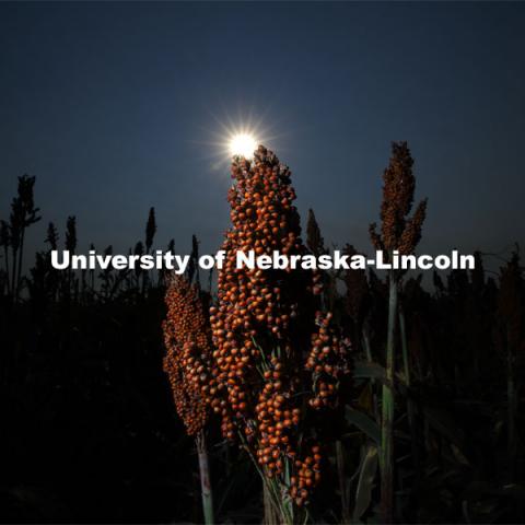 Sorghum harvesting of seed varieties to be evaluated for larger plot tests. East Campus ag fields. October 14, 2020. Photo by Craig Chandler / University Communication.