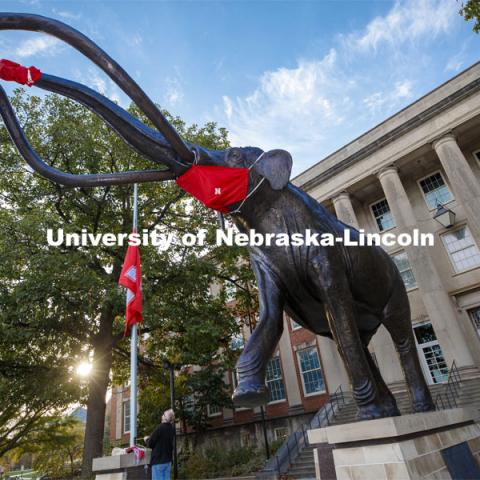 Joel Nielsen, Graphics Specialist/Project Coordinator for the University of Nebraska State Museum, raises a new Nebraska flag as Archie watches while wearing his new mask. Archie the Mammoth is fitted with a new mask after his first one faded during the summer sun and rains. October 21, 2020. Photo by Craig Chandler / University Communication.



