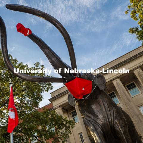 Archie the Mammoth is fitted with a new mask after his first one faded during the summer sun and rains. October 21, 2020. Photo by Craig Chandler / University Communication.