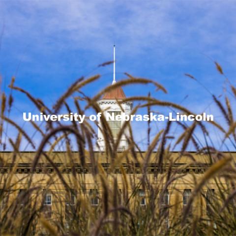 Tall grasses in front of the Love Library cupola. City Campus. October 28, 2020. Photo by Craig Chandler / University Communication.