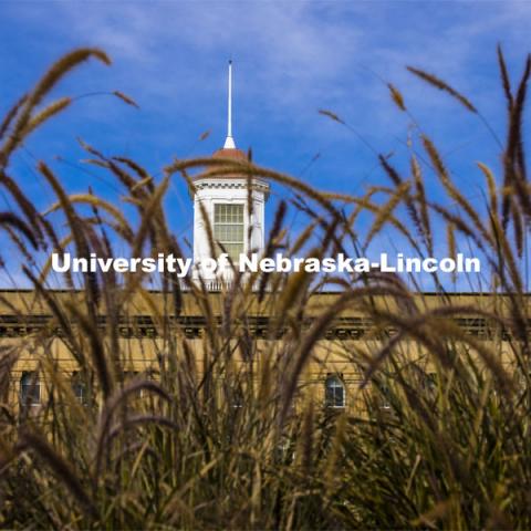 Tall grasses in front of the Love Library cupola. City Campus. October 28, 2020. Photo by Craig Chandler / University Communication.