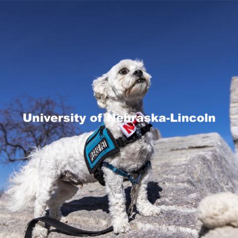 Neo, the therapy dog for the Student Support Services Program shows his pawsitive Husker spirit. November 6, 2020. Photo by Craig Chandler / University Communication.