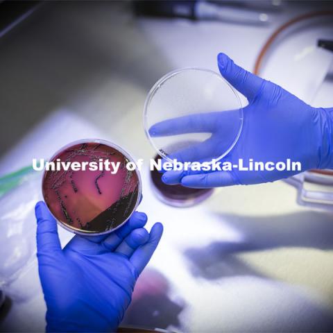 Jing Shao, graduate student in food science and technology, cultures gut bacteria in an oxygen-free chamber in the Nebraska Food for Health Center lab. November 19, 2020. Photo by Craig Chandler / University Communication.