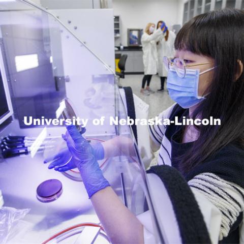 Jing Shao, graduate student in food science and technology, cultures gut bacteria in an oxygen-free chamber in the Nebraska Food for Health Center lab. November 19, 2020. Photo by Craig Chandler / University Communication.