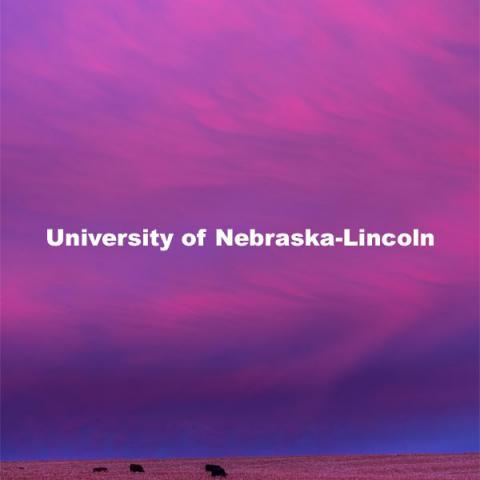 Nebraska Alumni Association - Baylie Shark, Doo-doo-doo-doo