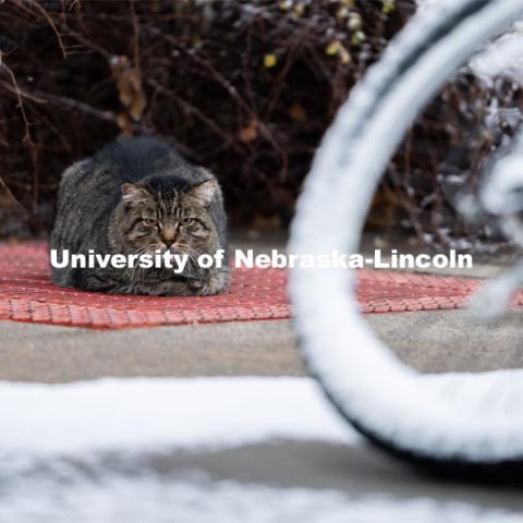 One of the University's feral cats warms itself on one of the steam tunnels grates. Snow on UNL City Campus. December 12, 2020. Photo by Jordan Opp for University Communication.