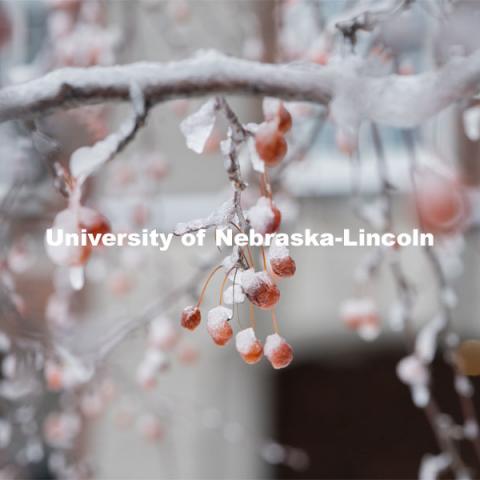 Frozen berries on a tree covered in snow and ice. Snow on UNL City Campus. December 12, 2020. Photo by Jordan Opp for University Communication.