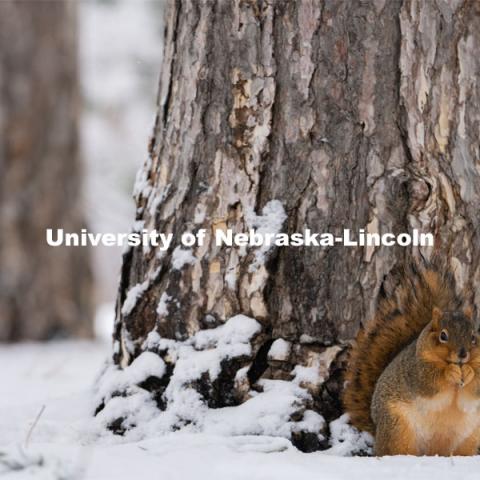 The squirrels of City Campus. Snow on UNL City Campus. December 12, 2020. Photo by Jordan Opp for University Communication.