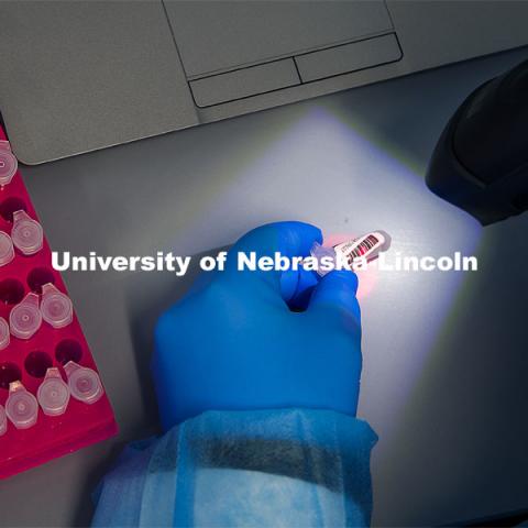 Each of the samples collected at one of the COVID test sites on the three campuses have an individual bar code. The samples are brought to the Veterinary Diagnostic Center where each sample is scanned. Each sample placed in the tray stays consistent throughout the process. Saliva-based diagnostic testing program is managed by the university through lab space in the Veterinary Diagnostic Center. January 20, 2021. Photo by Craig Chandler / University Communication.