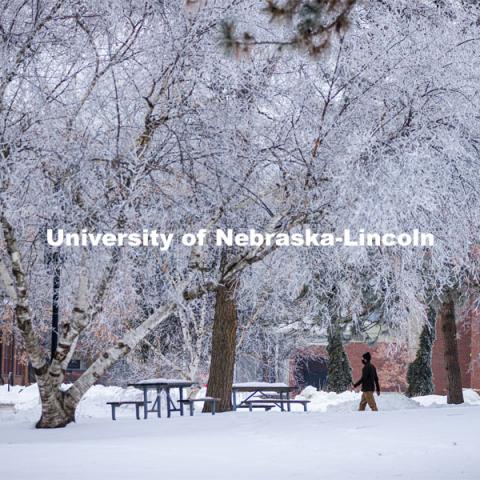 Students walk to class as frost coats the trees in the green space between the Sheldon Art Museum and Architecture Hall. February 2, 2021. Photo by Craig Chandler / University Communication.