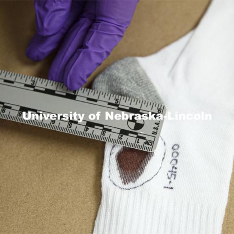 A sock which has a spot which appears to be blood and will be tested is measured as part of collecting evidence. Forensic Science 485 is the capstone for the seniors. The CSI option students work a mock crime scene while the biochemistry option students process the samples. The class concludes with a mock trial. March 2, 2021. Photo by Craig Chandler / University Communication.