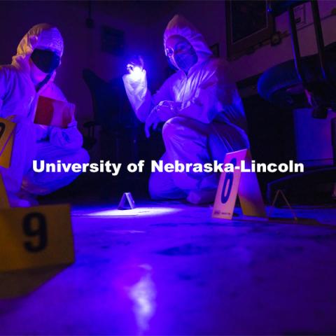 Symone Arends, a senior from Lincoln, shines an ultraviolet light onto the floor. The light will make body fluids and fibers glow when viewed through the filter held by Alysa Ehlers, a senior from Woodbridge, VA. The two are working a mock crime scene in a basement room in Filley Hall. Forensic Science 485 is the capstone for the seniors. The CSI option students work a mock crime scene while the biochemistry option students process the samples. The class concludes with a mock trial. March 2, 2021. Photo by Craig Chandler / University Communication.