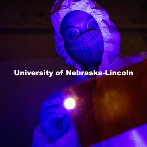 Symone Arends, a senior from Lincoln, shines an ultraviolet light onto the floor. The light will make body fluids and fibers glow when viewed through the orange filter she holds. Arends is working a mock crime scene in a basement room in Filley Hall. Forensic Science 485 is the capstone for the seniors. The CSI option students work a mock crime scene while the biochemistry option students process the samples. The class concludes with a mock trial. March 2, 2021. Photo by Craig Chandler / University Communication.