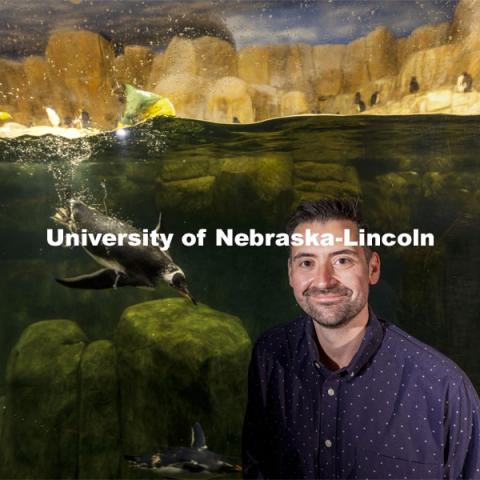 Pictured; Anthony Signore. Jay Storz, Willa Cather Professor of biological sciences, and postdoctoral researcher Anthony Signore are publishing a paper about Emperor Penguins diving abilities. The two are shown with penguins at Henry Doorly Zoo in Omaha. Storz, Signore and their colleagues resurrected two ancient versions of hemoglobin, demonstrating how the blood of penguins evolved to help them better hold their breath while hunting for seafood. March 17, 2021. Photo by Craig Chandler / University Communication.