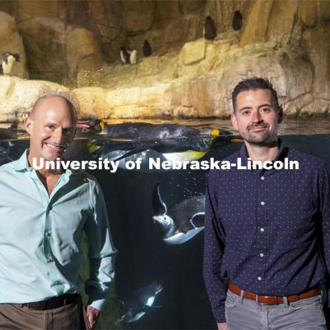 Jay Storz (left), Willa Cather Professor of biological sciences, and postdoctoral researcher Anthony Signore are publishing a paper about Emperor Penguins diving abilities. The two are shown with penguins at Henry Doorly Zoo in Omaha. Storz, Signore and their colleagues resurrected two ancient versions of hemoglobin, demonstrating how the blood of penguins evolved to help them better hold their breath while hunting for seafood. March 17, 2021. Photo by Craig Chandler / University Communication.