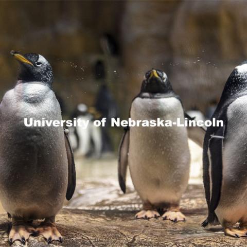 Pictured; gentoo penguins on rocks. Jay Storz and post-doc Anthony Signore are publishing a paper about Emperor Penguins diving abilities. The two are shown with penguins at Henry Doorly Zoo in Omaha. March 17, 2021. Photo by Craig Chandler / University Communication.