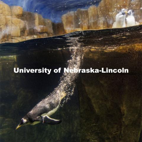 A gentoo penguin takes a plunge at Omaha's Henry Doorly Zoo and Aquarium. Gentoos are the fastest underwater swimmers among all penguin species, reaching speeds of more than 20 miles per hour. Jay Storz, Willa Cather Professor of biological sciences, and postdoctoral researcher Anthony Signore are publishing a paper about Emperor Penguins diving abilities. The two are shown with penguins at Henry Doorly Zoo in Omaha. Storz, Signore and their colleagues resurrected two ancient versions of hemoglobin, demonstrating how the blood of penguins evolved to help them better hold their breath while hunting for seafood. March 17, 2021. Photo by Craig Chandler / University Communication.