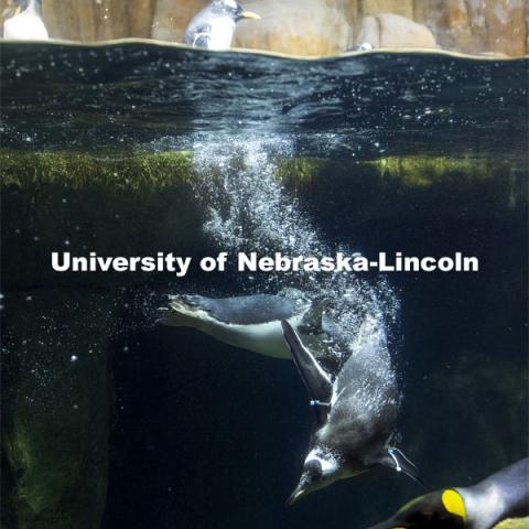 A gentoo penguin takes a plunge at Omaha's Henry Doorly Zoo and Aquarium. Gentoos are the fastest underwater swimmers among all penguin species, reaching speeds of more than 20 miles per hour. Jay Storz, Willa Cather Professor of biological sciences, and postdoctoral researcher Anthony Signore are publishing a paper about Emperor Penguins diving abilities. The two are shown with penguins at Henry Doorly Zoo in Omaha. Storz, Signore and their colleagues resurrected two ancient versions of hemoglobin, demonstrating how the blood of penguins evolved to help them better hold their breath while hunting for seafood. March 17, 2021. Photo by Craig Chandler / University Communication.