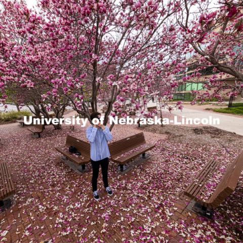 Adison Pace takes photos of the Saucer Magnolia blooms outside of the Lied Center. Spring on City Campus. April 6, 2021. Photo by Craig Chandler / University Communication.