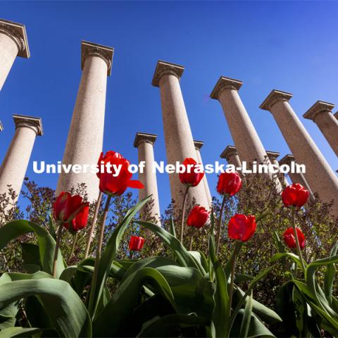 Tulips bloom in front of The Columns by Memorial Stadium. Spring on City Campus. April 12, 2021. Photo by Craig Chandler / University Communication.  