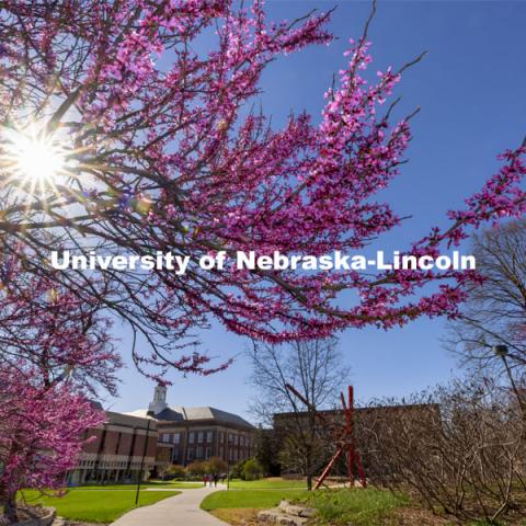 Redbud trees bloom near Love Library. Spring on City Campus. April 12, 2021. Photo by Craig Chandler / University Communication.  