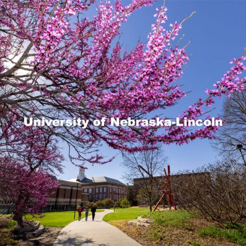 Redbud trees bloom near Love Library. Spring on City Campus. April 12, 2021. Photo by Craig Chandler / University Communication.  